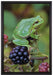 kleiner Frosch auf Brombeerstrauch auf Leinwandbild gerahmt Größe 60x40