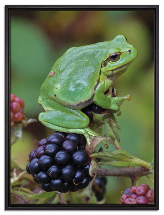 kleiner Frosch auf Brombeerstrauch auf Leinwandbild gerahmt Größe 80x60