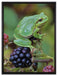 kleiner Frosch auf Brombeerstrauch auf Leinwandbild gerahmt Größe 80x60