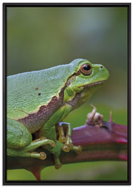 kleiner Frosch auf Dornenast auf Leinwandbild gerahmt Größe 100x70