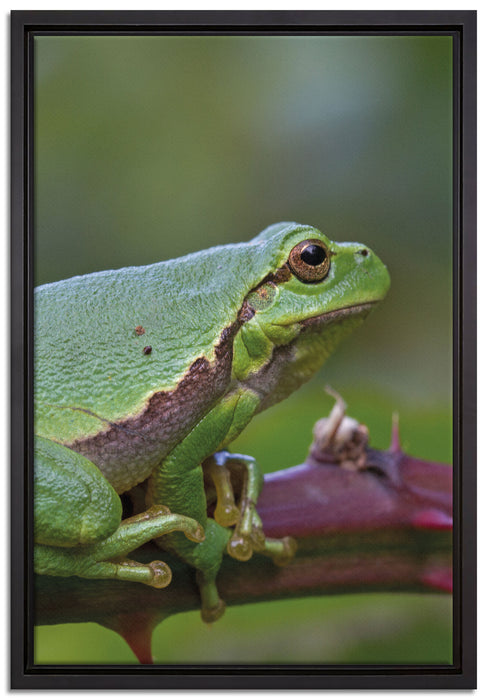 kleiner Frosch auf Dornenast auf Leinwandbild gerahmt Größe 60x40