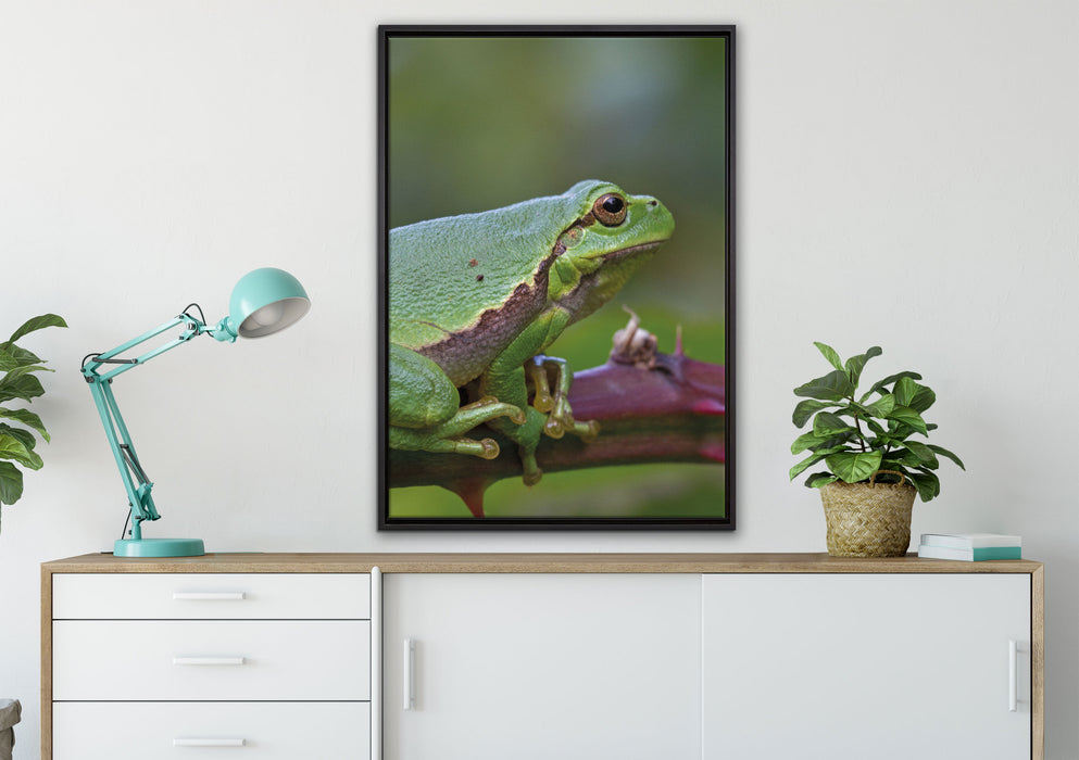 kleiner Frosch auf Dornenast auf Leinwandbild gerahmt verschiedene Größen im Wohnzimmer