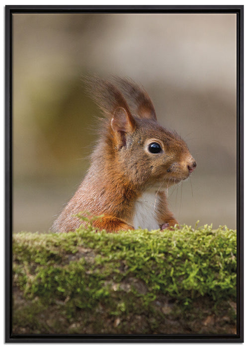 Eichhörnchen hinter Baumstamm auf Leinwandbild gerahmt Größe 100x70