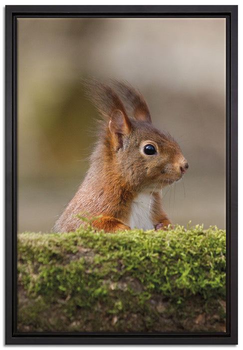 Eichhörnchen hinter Baumstamm auf Leinwandbild gerahmt Größe 60x40