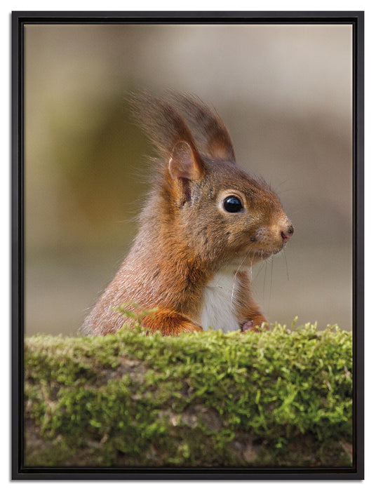 Eichhörnchen hinter Baumstamm auf Leinwandbild gerahmt Größe 80x60