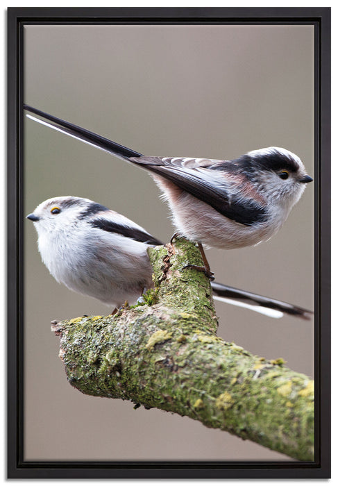 zwei Schwanzmeisen auf einem Ast auf Leinwandbild gerahmt Größe 60x40