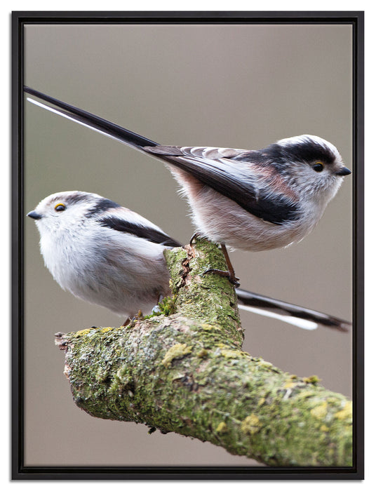 zwei Schwanzmeisen auf einem Ast auf Leinwandbild gerahmt Größe 80x60