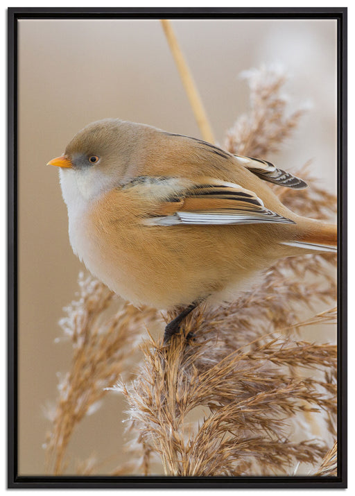 kleiner Vogel auf Weizen auf Leinwandbild gerahmt Größe 100x70