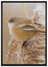 kleiner Vogel auf Weizen auf Leinwandbild gerahmt Größe 100x70