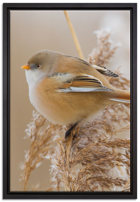 kleiner Vogel auf Weizen auf Leinwandbild gerahmt Größe 60x40