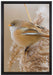 kleiner Vogel auf Weizen auf Leinwandbild gerahmt Größe 60x40