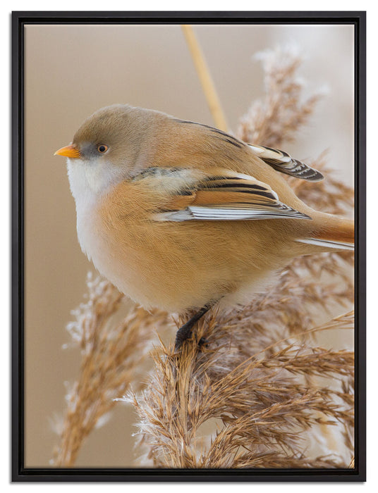 kleiner Vogel auf Weizen auf Leinwandbild gerahmt Größe 80x60