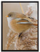 kleiner Vogel auf Weizen auf Leinwandbild gerahmt Größe 80x60