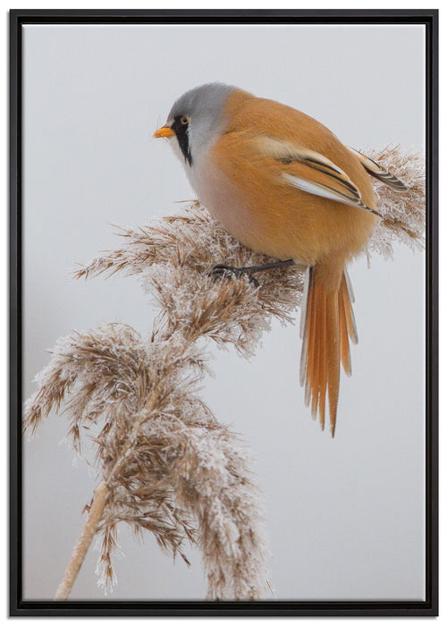 Vogel auf Weizen im Winter auf Leinwandbild gerahmt Größe 100x70