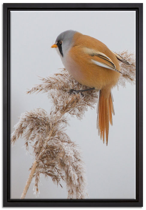 Vogel auf Weizen im Winter auf Leinwandbild gerahmt Größe 60x40