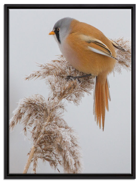 Vogel auf Weizen im Winter auf Leinwandbild gerahmt Größe 80x60