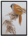 Vogel auf Weizen im Winter auf Leinwandbild gerahmt Größe 80x60