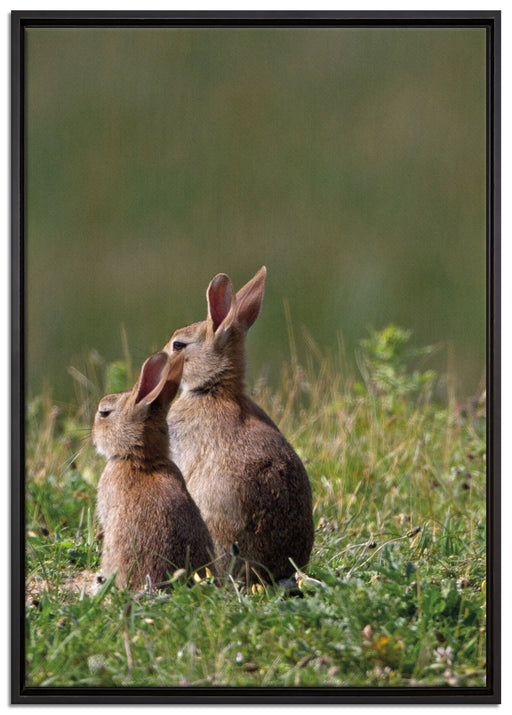 zwei Häschen auf Frühlingswiese auf Leinwandbild gerahmt Größe 100x70