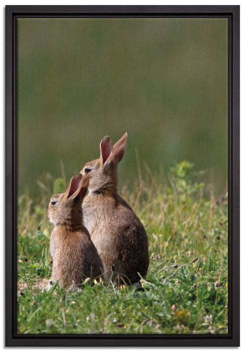 zwei Häschen auf Frühlingswiese auf Leinwandbild gerahmt Größe 60x40