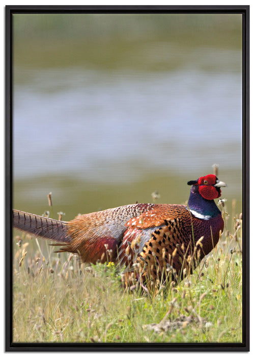 Fasan auf Frühlingswiese auf Leinwandbild gerahmt Größe 100x70