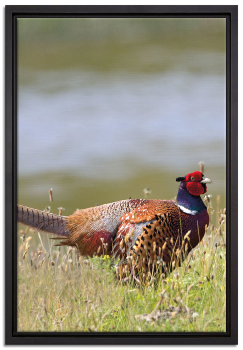 Fasan auf Frühlingswiese auf Leinwandbild gerahmt Größe 60x40