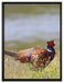 Fasan auf Frühlingswiese auf Leinwandbild gerahmt Größe 80x60