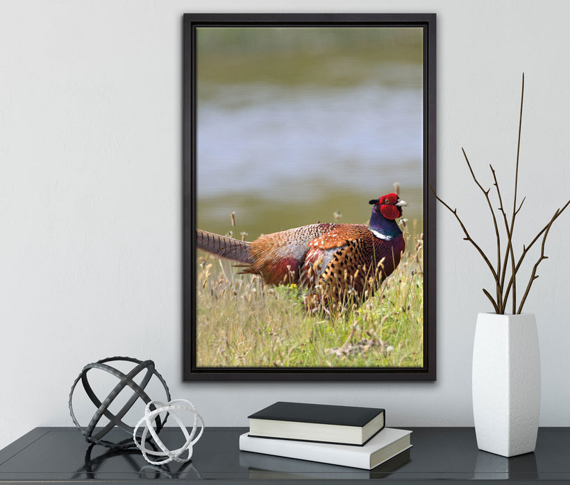 Fasan auf Frühlingswiese auf Leinwandbild gerahmt mit Kirschblüten