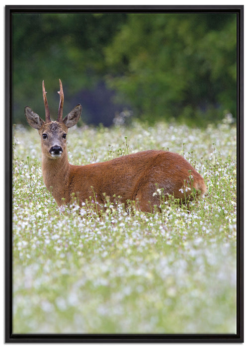 junger Hirsch auf Wildwiese auf Leinwandbild gerahmt Größe 100x70