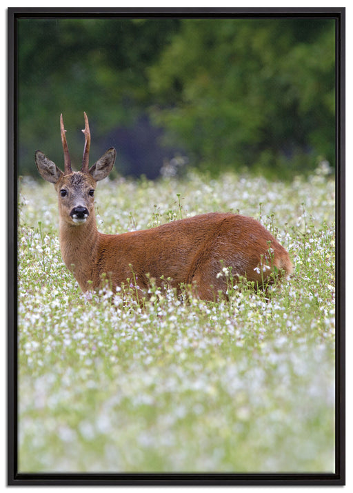 junger Hirsch auf Wildwiese auf Leinwandbild gerahmt Größe 100x70