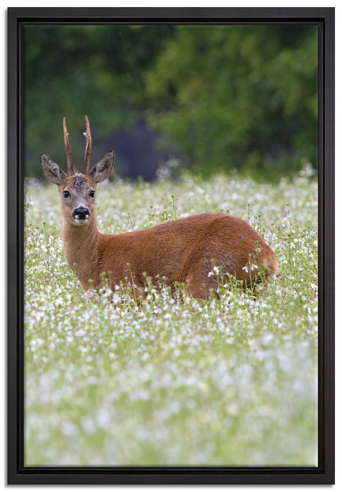 junger Hirsch auf Wildwiese auf Leinwandbild gerahmt Größe 60x40