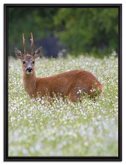 junger Hirsch auf Wildwiese auf Leinwandbild gerahmt Größe 80x60
