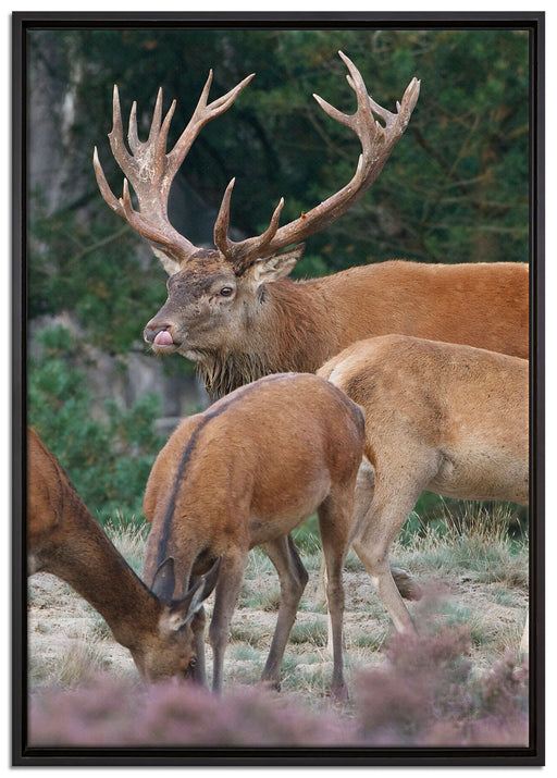 Hirschfamilie auf Waldlichtung auf Leinwandbild gerahmt Größe 100x70