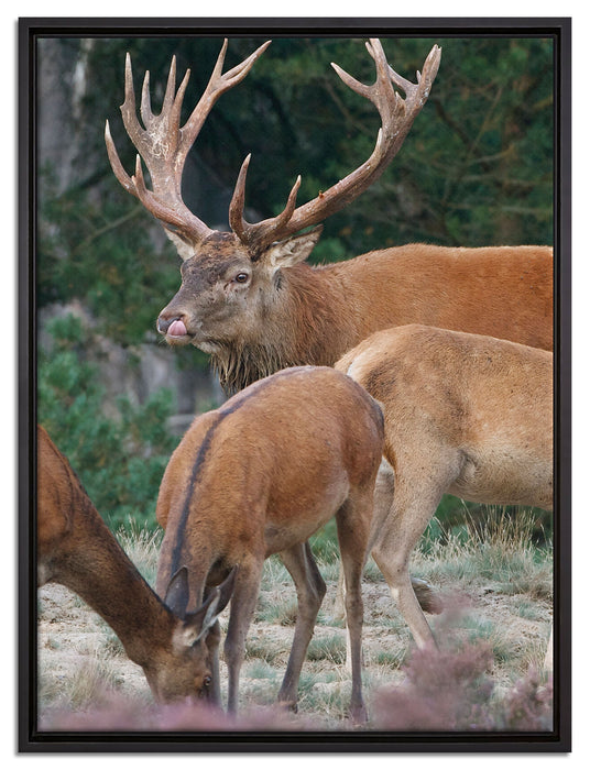 Hirschfamilie auf Waldlichtung auf Leinwandbild gerahmt Größe 80x60