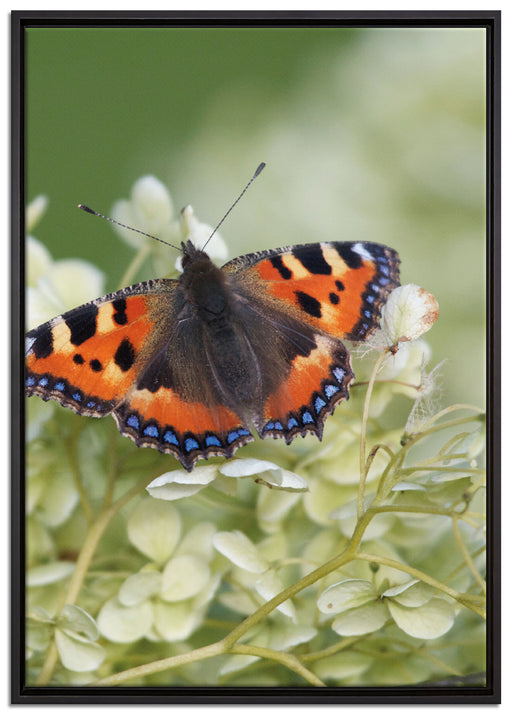 Schmetterling auf weißen Blüten auf Leinwandbild gerahmt Größe 100x70