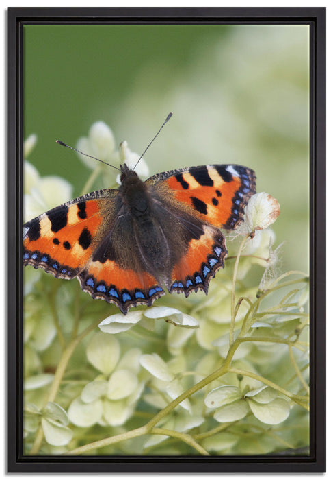 Schmetterling auf weißen Blüten auf Leinwandbild gerahmt Größe 60x40