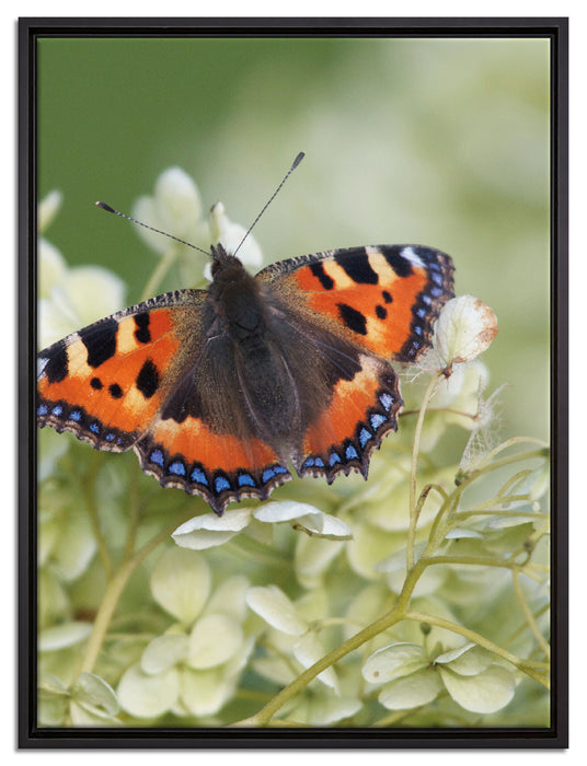 Schmetterling auf weißen Blüten auf Leinwandbild gerahmt Größe 80x60