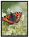 Schmetterling auf weißen Blüten auf Leinwandbild gerahmt Größe 80x60