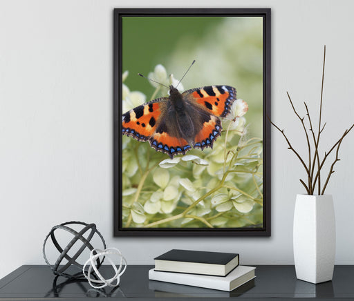 Schmetterling auf weißen Blüten auf Leinwandbild gerahmt mit Kirschblüten