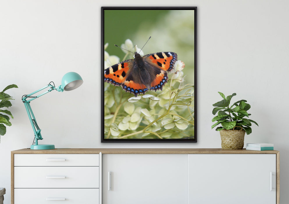 Schmetterling auf weißen Blüten auf Leinwandbild gerahmt verschiedene Größen im Wohnzimmer
