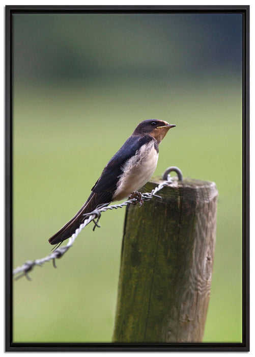 Rauchschwalbe auf Stacheldraht auf Leinwandbild gerahmt Größe 100x70