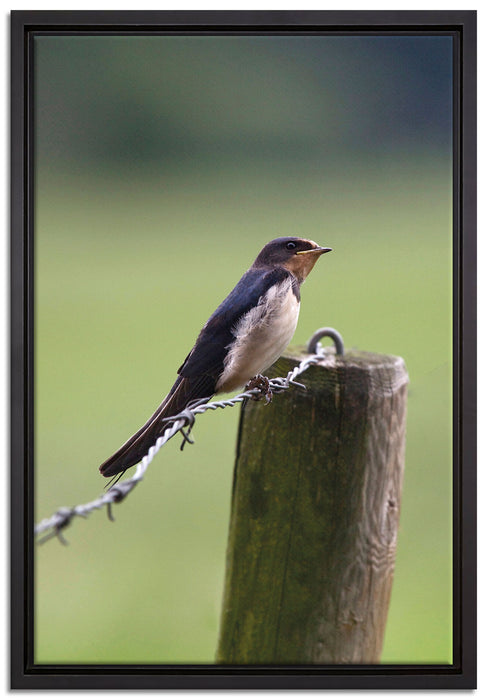 Rauchschwalbe auf Stacheldraht auf Leinwandbild gerahmt Größe 60x40