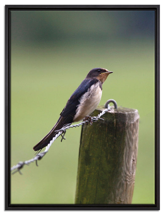 Rauchschwalbe auf Stacheldraht auf Leinwandbild gerahmt Größe 80x60