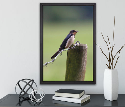 Rauchschwalbe auf Stacheldraht auf Leinwandbild gerahmt mit Kirschblüten