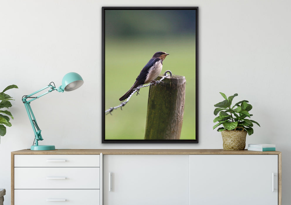 Rauchschwalbe auf Stacheldraht auf Leinwandbild gerahmt verschiedene Größen im Wohnzimmer