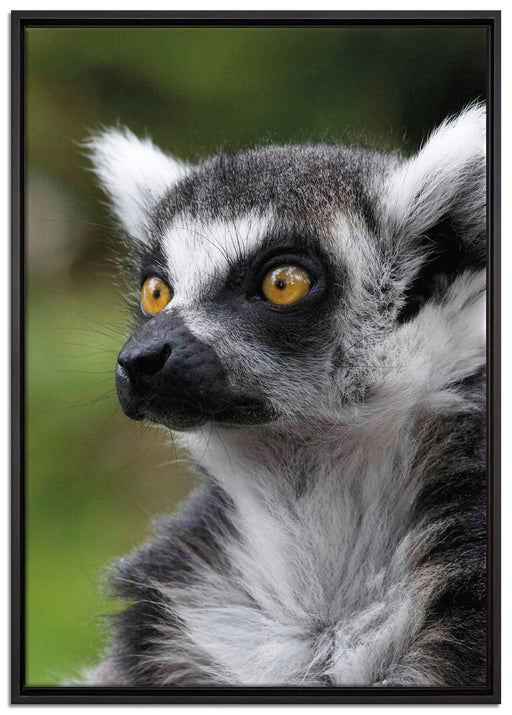 neugieriger Katta auf Leinwandbild gerahmt Größe 100x70