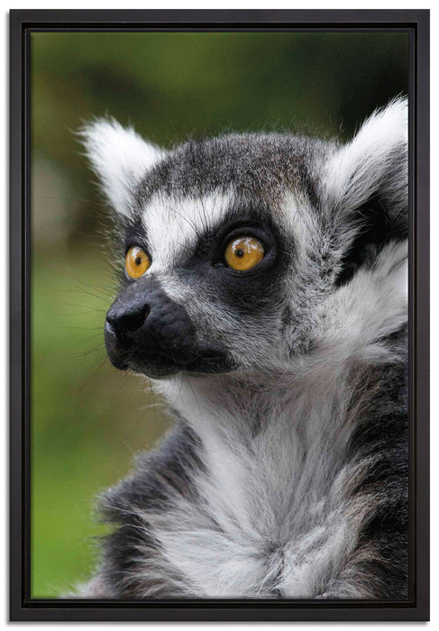 neugieriger Katta auf Leinwandbild gerahmt Größe 60x40