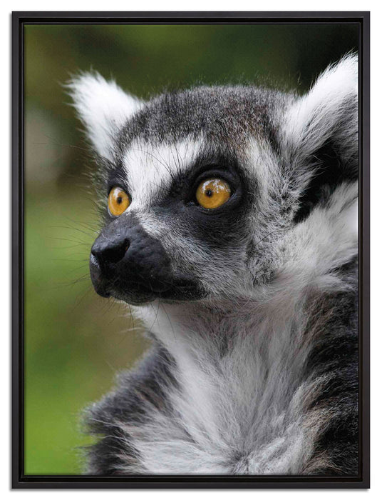 neugieriger Katta auf Leinwandbild gerahmt Größe 80x60