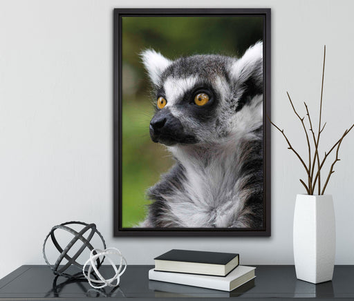 neugieriger Katta auf Leinwandbild gerahmt mit Kirschblüten