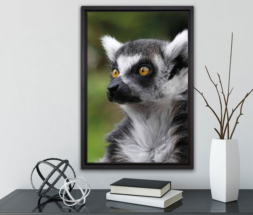 neugieriger Katta auf Leinwandbild gerahmt mit Kirschblüten