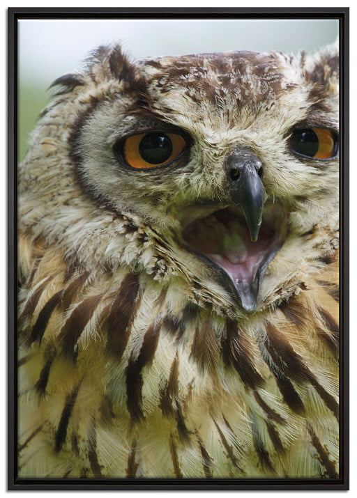 große Waldeule gähnt auf Leinwandbild gerahmt Größe 100x70